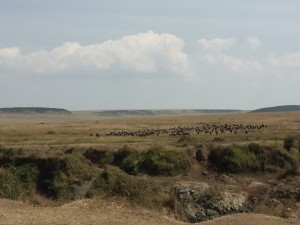 マサイマラ国立保護区で、ヌーの大群がマラ川を渡っているところに遭遇!!