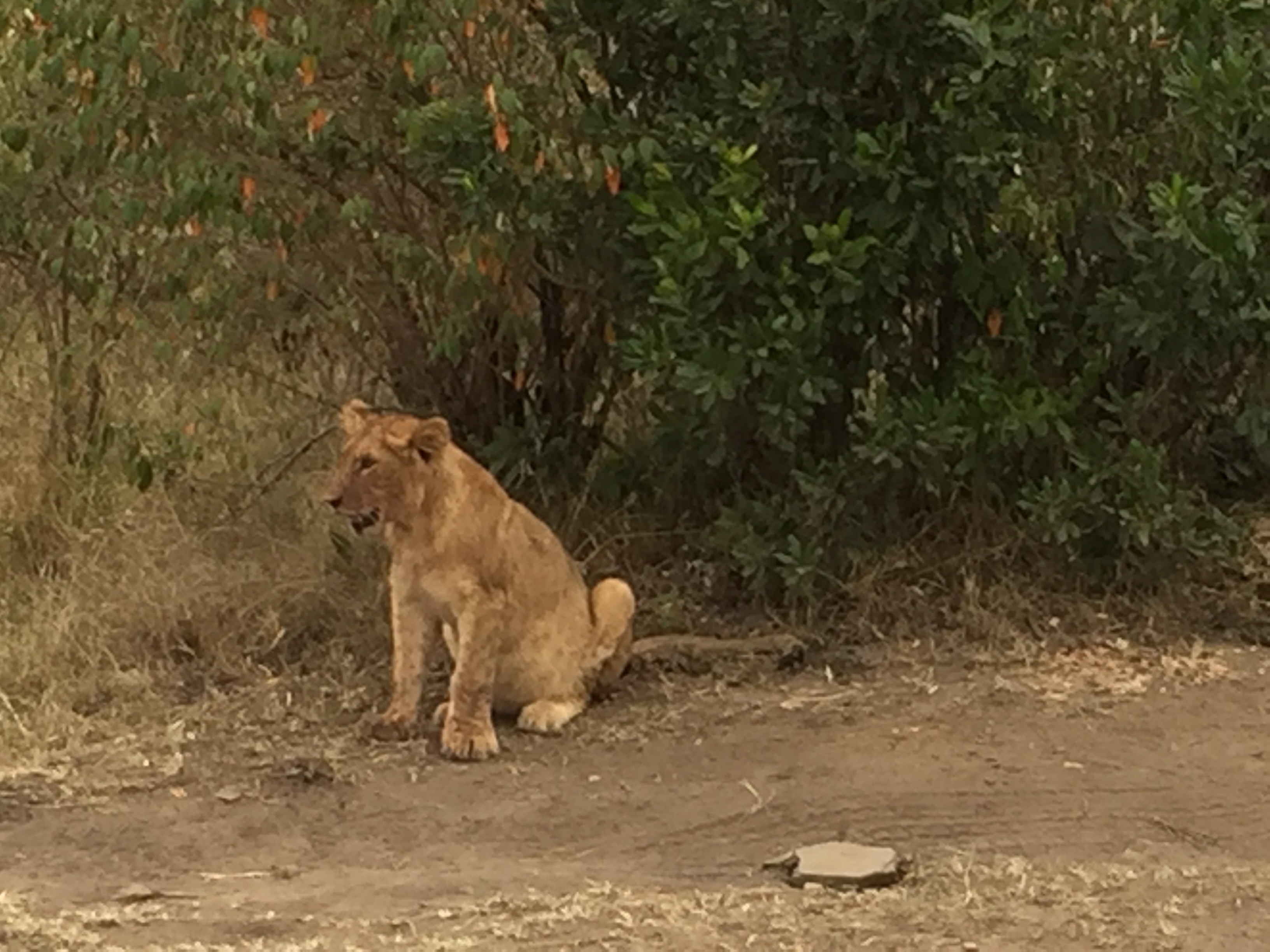 ケニヤでゲームドライブ中に ライオンの親子発見